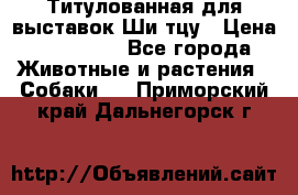 Титулованная для выставок Ши-тцу › Цена ­ 100 000 - Все города Животные и растения » Собаки   . Приморский край,Дальнегорск г.